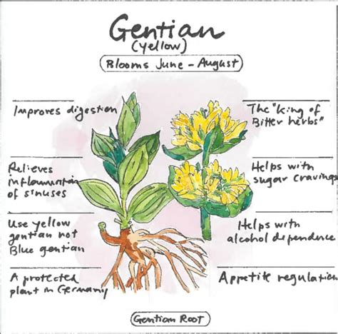 ngentain|gentian meaning.
